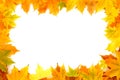 Autumn Chestnut Leaves Frame