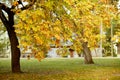 Autumn chestnut tree in city park Royalty Free Stock Photo