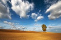 Autumn chestnut tree in a plowed field