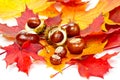 Autumn chestnuts