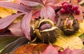Autumn chestnuts Royalty Free Stock Photo