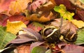 Autumn chestnuts Royalty Free Stock Photo