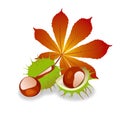 Set of autumn chestnuts and leaves Royalty Free Stock Photo