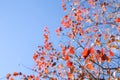 Autumn chinese tallow tree