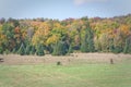 Autumn with Chirstmas trees