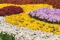 Autumn Chrysanthemum Exhibition in Kiev, Ukraine, 2016 Royalty Free Stock Photo