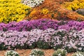 Autumn Chrysanthemum Exhibition in Kiev, Ukraine, 2016 Royalty Free Stock Photo