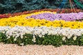 Autumn Chrysanthemum Exhibition in Kiev, Ukraine, 2016 Royalty Free Stock Photo