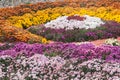 Autumn Chrysanthemum Exhibition in Kiev, Ukraine, 2016 Royalty Free Stock Photo