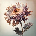 Autumn chrysanthemum flower with filter effect retro vintage style