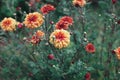 Autumn chrysanthemum flowers meadow after rain Royalty Free Stock Photo