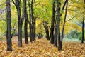 Autumn in the city, fall of the leaves, yellow leaf,