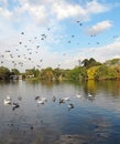 Autumn city landscape on the lake. Flying birds.