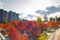 Autumn city landscape. Red rowan trees in the park on a sunny day