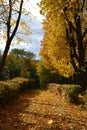 Autumn in city park. Alley with fallen leaves, shrubs and maple trees Royalty Free Stock Photo