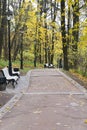 Autumn in city park. Colorful leaves in sun light. Empty bench near the tree. Royalty Free Stock Photo