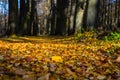 Autumn city park. Royalty Free Stock Photo