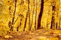 autumn city park or forest in sunny fall day. the trees are maples with falling orange leaves and a deserted sidewalk or path. goo Royalty Free Stock Photo