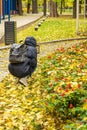Autumn in city park, leaf fall, young guy making photo of colorful landscape with fallen leaves and last flowers Royalty Free Stock Photo