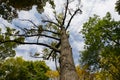 Autumn in the city park. Old huge ash. Mighty crown and yellow leaves against the sky. Royalty Free Stock Photo