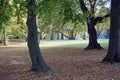 Autumn in the city park. Old tall maples and sunlight. Royalty Free Stock Photo