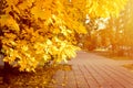 autumn city park in sunny fall day. the trees are maples with falling orange leaves and a deserted sidewalk or path. good weather. Royalty Free Stock Photo