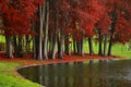 Autumn - City Park Tineretului Royalty Free Stock Photo