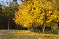 Autumn in the city park, yellow leaves of the maples Royalty Free Stock Photo