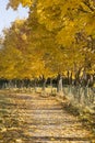 Autumn in the city park, yellow leaves of the maples Royalty Free Stock Photo