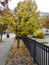 Autumn city and sidewalk tree Royalty Free Stock Photo