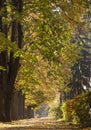 Autumn city street, yellow foliage in the trees and the sidewalk Royalty Free Stock Photo