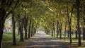 Autumn city street, yellow foliage in the trees and the sidewalk Royalty Free Stock Photo