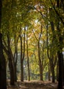 Autumn city street, yellow foliage in the trees and the sidewalk Royalty Free Stock Photo