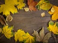 autumn classified on the tree with leaf frame for words and inscriptions, copy space, Royalty Free Stock Photo