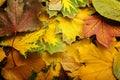 autumn classified on the tree with leaf frame for words and inscriptions, copy space, Royalty Free Stock Photo