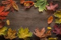 autumn classified on the tree with leaf frame for words and inscriptions, copy space, Royalty Free Stock Photo