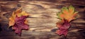 autumn classified on the tree with leaf frame for words and inscriptions, copy space, Royalty Free Stock Photo