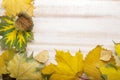 Autumn classified on the tree with leaf frame for words and insc Royalty Free Stock Photo