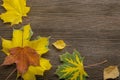 Autumn classified on the tree with leaf frame for words and insc Royalty Free Stock Photo