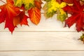 Autumn classified on the tree with leaf frame for words and insc Royalty Free Stock Photo