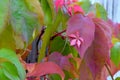 Tiny Leaf Autumn Climber Ivy Royalty Free Stock Photo