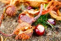 Close up of chesnuts in outdoors Royalty Free Stock Photo