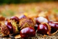Close up of chesnuts in outdoors Royalty Free Stock Photo