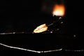 Close-up of a yellow leaf against a black and blue sky and fire reflections Royalty Free Stock Photo