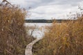 Autumn closeup of colorful reeds growing in water and on bank of of lake Royalty Free Stock Photo