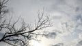 Fall background of grey overcast sky and bare tree branches Royalty Free Stock Photo
