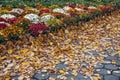 Autumn Cobblestones Royalty Free Stock Photo