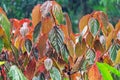 Autumn coleus leaves in the rain