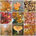 Autumn collage Royalty Free Stock Photo