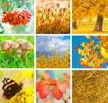 Autumn collage Royalty Free Stock Photo